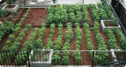 rooftop_garden